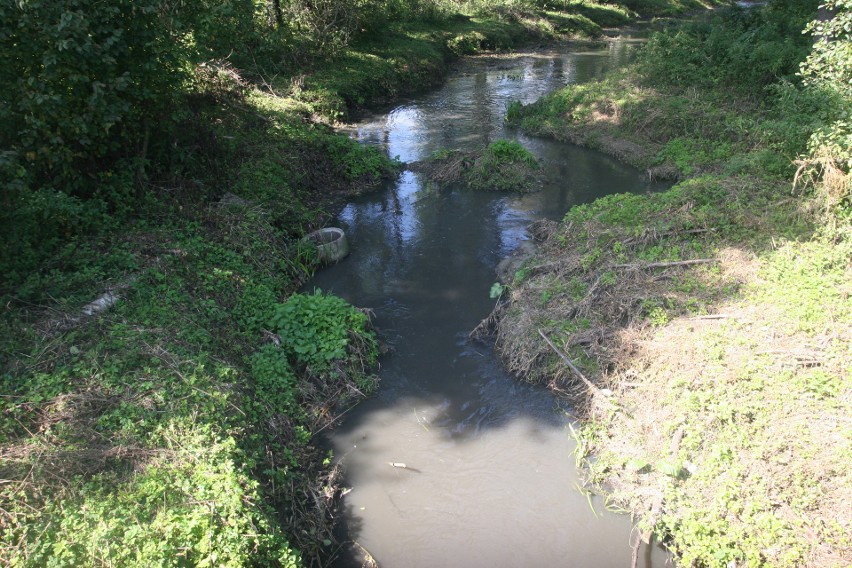 Brudna rzeka w Starym Kaczkowie