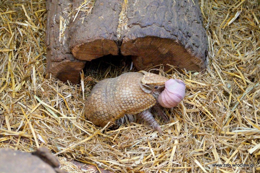 Nowy mieszkaniec wrocławskiego zoo. Oto mała piłeczka [ZOBACZ]     