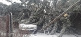 Zamiecie śnieżne i burze w województwie śląskim. Strażacy interweniowali w regionie kilkaset razy 