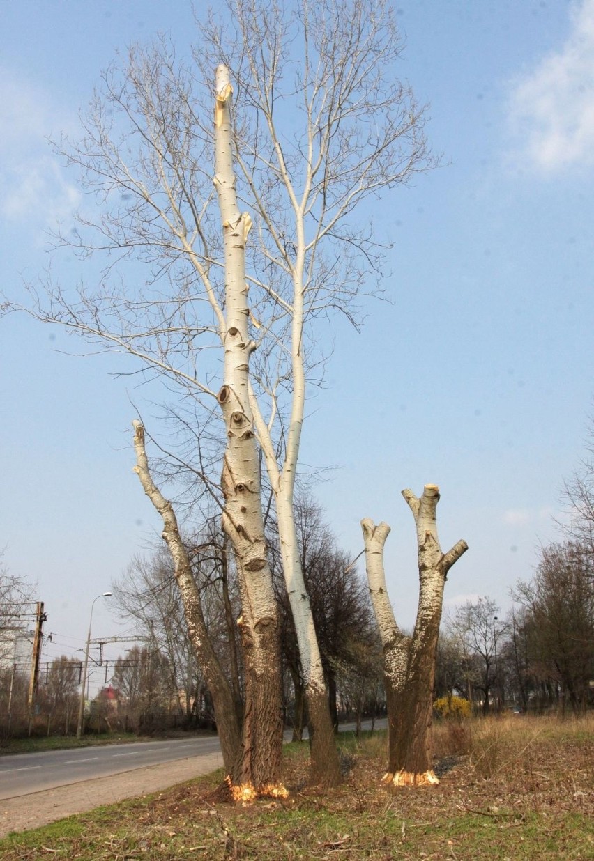 Wycinka drzew przy ulicy PCK w Radomiu