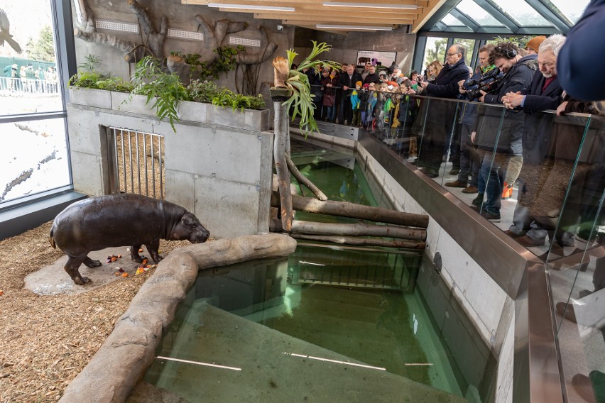 Nowy dom hipopotamów w krakowskim zoo
