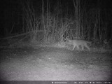 W Hańczowej wilki schodzą do wsi! Na razie atakują zwierzęta leśne. Giną też psy [DRASTYCZNE ZDJĘCIA] 17.02.2020