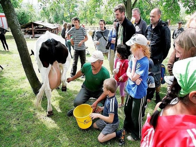 Jeszcze nie tak dawno nikt by nie pomyślał, że wielką atrakcją może stać się nauka dojenia krowy