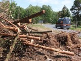 Budowa obwodnicy Piastowskiej w Opolu. Trzeba usunąć ponad 700 drzew [zdjęcia, wideo]