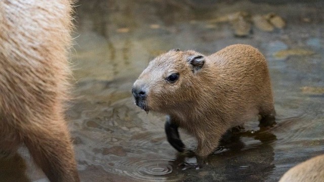 "Trudna miłość" we wrocławskim zoo. Po latach prób urodziły się kapibary