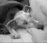 Nie żyje pies Muniek, którego wyrzuciła pijana kobieta z drugiego piętra w Białymstoku. Obrażenia okazały się zbyt duże
