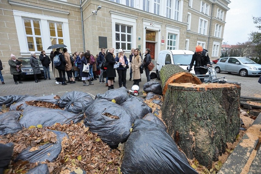 Młodzież LO9 pożegnała dziś dwie lipy, które rosły na terenie szkoły