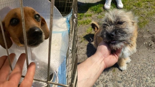 W sprawie porzuconych pod koniec kwietnia tego roku na terenie jednej z posesji w gminie Rakoniewice zwierząt interweniowała fundacja AnimaLove, do której zgłosiły się zaniepokojone losem psów osoby postronne.