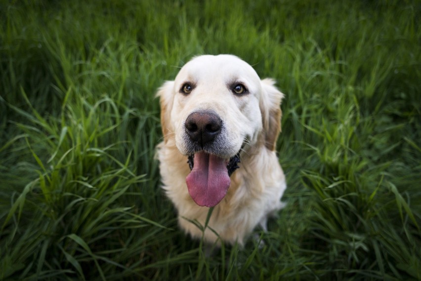 Golden retriever - rasa psów zaklasyfikowana do sekcji psów...
