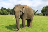 Słonie wracają do śląskiego zoo. Czekaliśmy na nie ponad rok