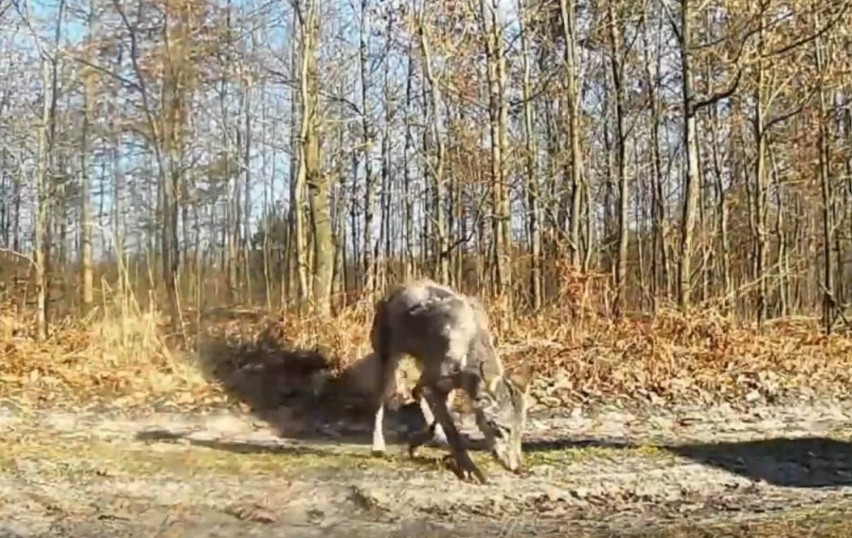 Groźna choroba pojawiła się u wilków w Świętokrzyskiem. Jest nagranie