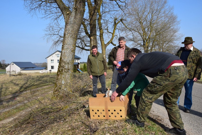 Kuropatwy wyfrunęły z kartonu i rozbiegły po polu. - Będą...