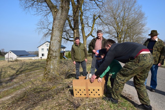 Kuropatwy wyfrunęły z kartonu i rozbiegły po polu. - Będą grupować, bo to ptaki stadne - mówi Tadeusz Czerwiecki (drugi z lewej) 