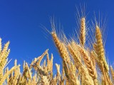 Ceny zbóż: pszenicy, jęczmienia, żyta na początku października 2020 w Kujawsko-Pomorskiem i kraju