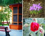 Mieszkańcy powiatu wąbrzeskiego zrobili wyjątkowe zdjęcia wiosny. Zobaczcie je i poznajcie laureatów konkursu "Wiosna, wiosna, ach to ty"