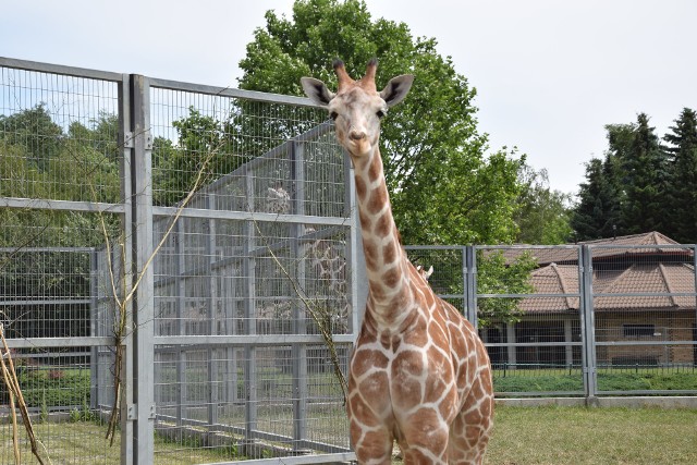 Żyrafa siatkowana. Najwięksi domownicy chorzowskiego zoo