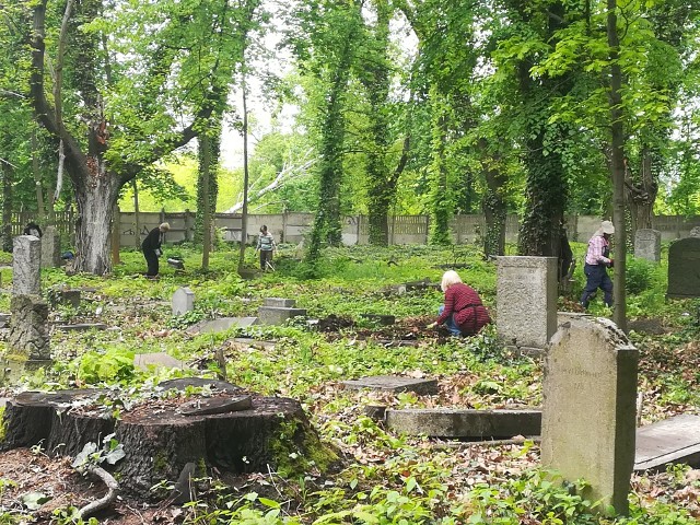 Wolontariusze z Niemiec i Kanady przez 2 tygodnie sprzątali Cmentarz Żydowski we Wrocławiu