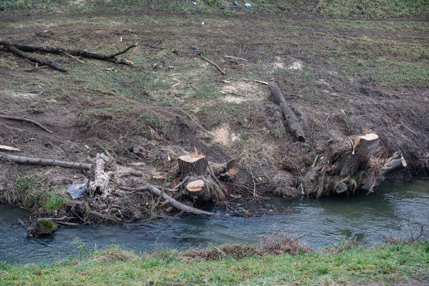 Efekt wycinki drzew nad Rudawą przez Wody Polskie