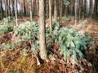 Po wyciętych w lesie przy ul.Skrzatów drzewach, zostały tylko gałęzie