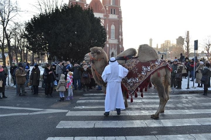 Orszak Trzech Króli 2015 w Częstochowie. Furorę zrobił wielbłąd Yogi [ZDJĘCIA]