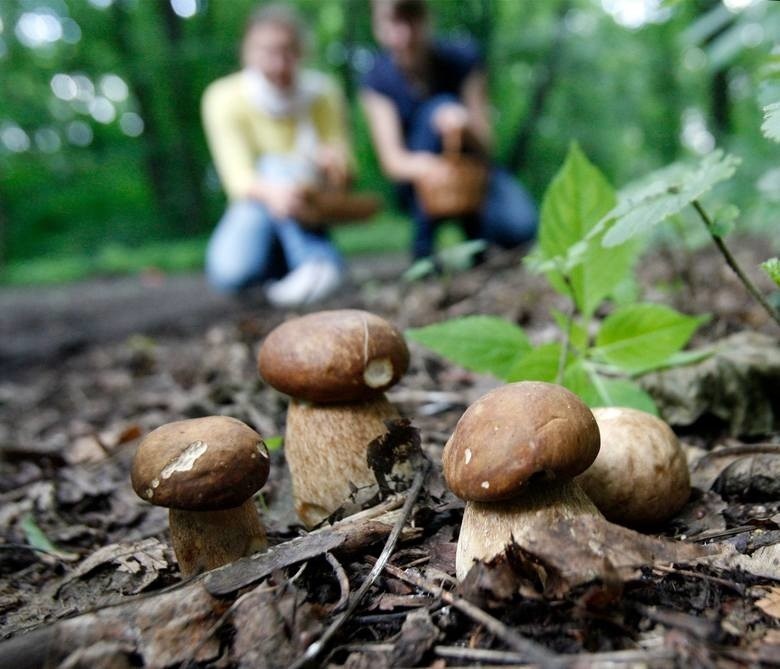 Doświadczeni grzybiarze z Bydgoszczy polecają okolice Zalewu...