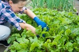 Ile płacą za dojenie krów i zbiór warzyw? Przyjmę do pracy w gospodarstwie rolnym, czyli oferty pracy u rolników