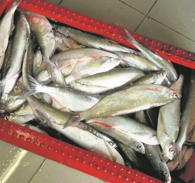 Ciosy złowione w Zalewie Wiślanym przez rybaków z Tolkmicka