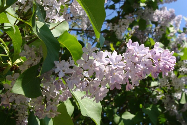 Lilak zwany bzem to krzew, bez zapachu którego trudno wyobrazić sobie wiosnę. Warto go posadzić w ogrodzie, bo jest niezwykle łatwy w uprawie.