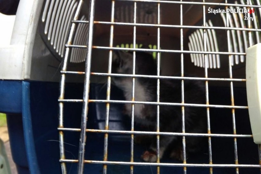 Żory: Policjanci ratowali kota, który ułożył się w komorze silnika samochodu