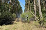 Pożar lasu w Jeleniach. Strażacy byli wzywani dwa razy do tego samego lasu 10.05.2023