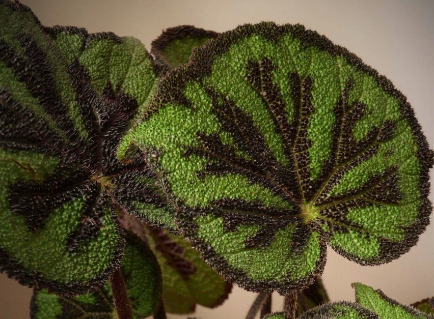 Begonia Masona to roślina doniczkowa o dekoracyjnych...