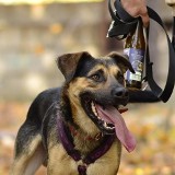 Nietypowa akcja: psy ze schronisk szukają domów na... butelkach piwa