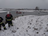 Owce utknęły na lodzie w Przyborowie, strażacy je uratowali