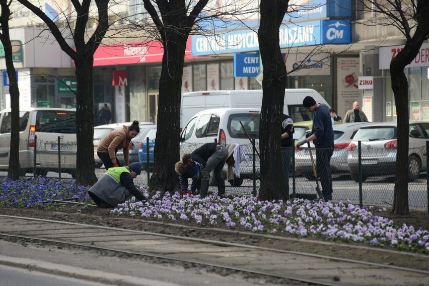 Wiosna w Poznaniu: Bratki na Św. Marcinie