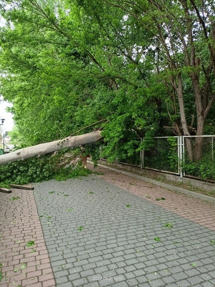 Silny wiatr w powiecie ostrowskim. 21.05.2022 strażacy wzywani byli do usuwania powalonych drzew. Zdjęcia