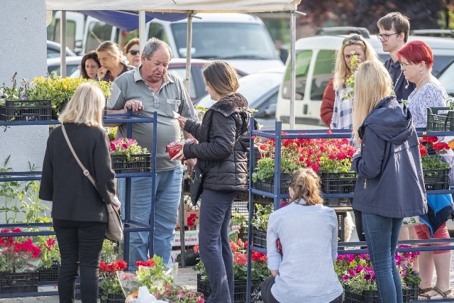 Setki osób pojawiły się w sobotę od rana na ryneczku na os. Rusa w Poznaniu. Wszystko za sprawą wnuczek pana Wojciecha, który od 20 lat sprzedaje w tym miejscu sadzonki. - Postanowiłyśmy wyprzedać wszystkie sadzonki, by dziadek mógł więcej czasu spędzić z babcią, która przebywa w hospicjum - mówi Sara Nowicka.Przejdź do kolejnego zdjęcia --->