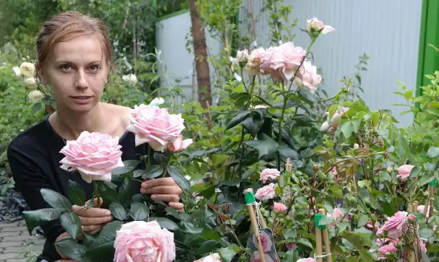 Róże - królewskie piękno w każdym ogrodzie. Które najpopularniejsze? | Echo  Dnia Świętokrzyskie