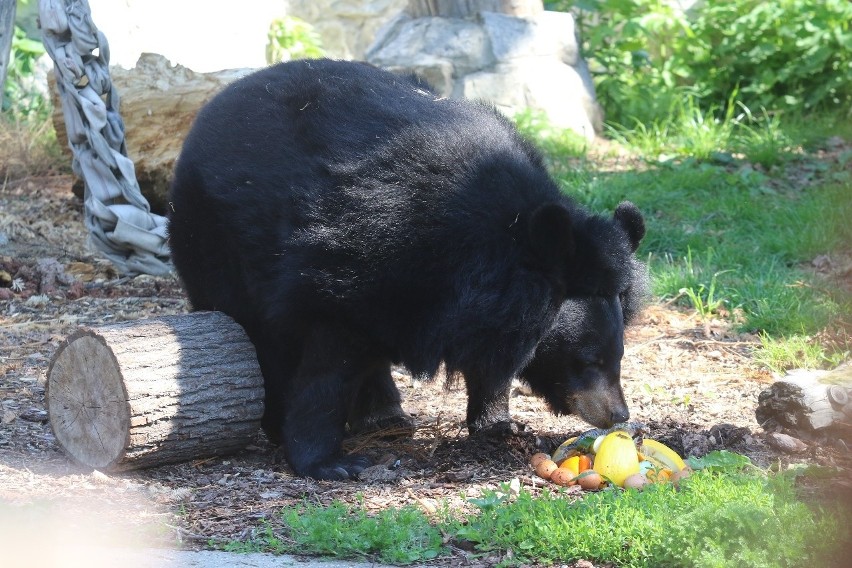 Dzień Niedźwiedzia w zoo. Dzieci przebrane za misie wchodziły za darmo (ZDJĘCIA)