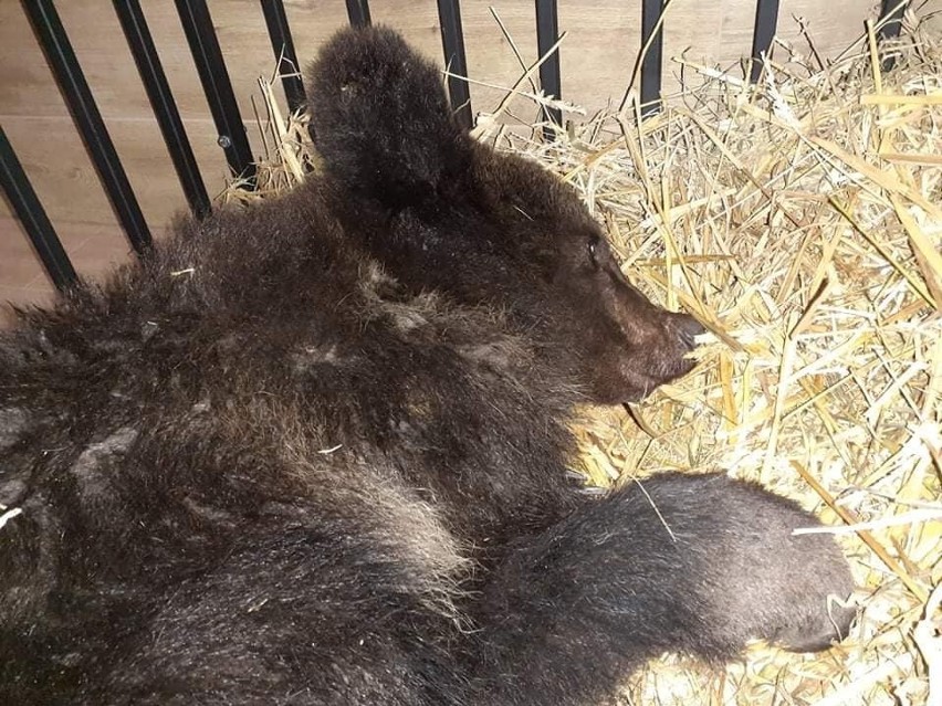 Niedźwiadek przez ponad tydzień był leczony w Ośrodku...