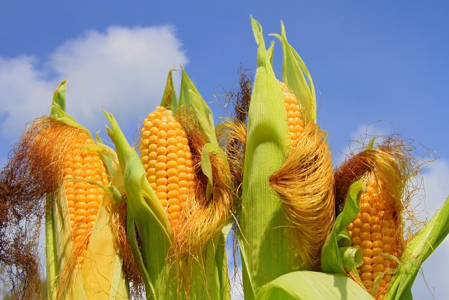 Znamiona kukurydzy to po prostu części jej kwiatów, poprzez które odbywa się zapylanie tej rośliny.