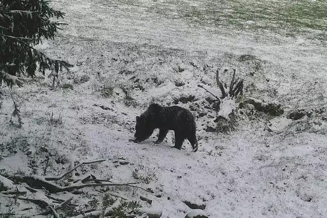 Niedźwiedź wędrujący Pasmem Jaworzyny Krynickiej, w okolicach Pustej Wielkiej