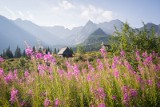 Na Hali Gąsienicowej różowo. Ale w Tatrach już pojawiają się jesienne kolory [ZDJĘCIA]