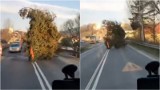 Kierowca przewoził ogromne drzewo krajową ósemką. "O mało nie dostałem konarem!" [OBEJRZYJ NAGRANIE]