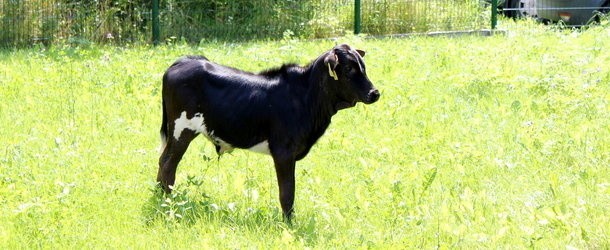 Agresywny byk zaatakował właściciela w miejscowości Robakowo w powiecie wejherowskim