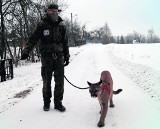 Mężczyzna zbiegł z pumą do lasu. Trwa policyjna obława. Zwierzę trzymane było w skandalicznych warunkach 