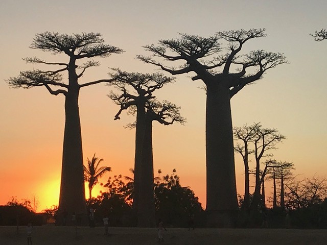 Gdzie wybrać się na urlop? Najciekawsze wyspy - Madagaskar. Aleja Baobabów.