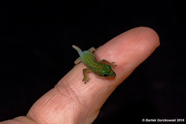 Nowy lokator egzotarium w Schronisku dla Bezdomnych Zwierząt w Lublinie