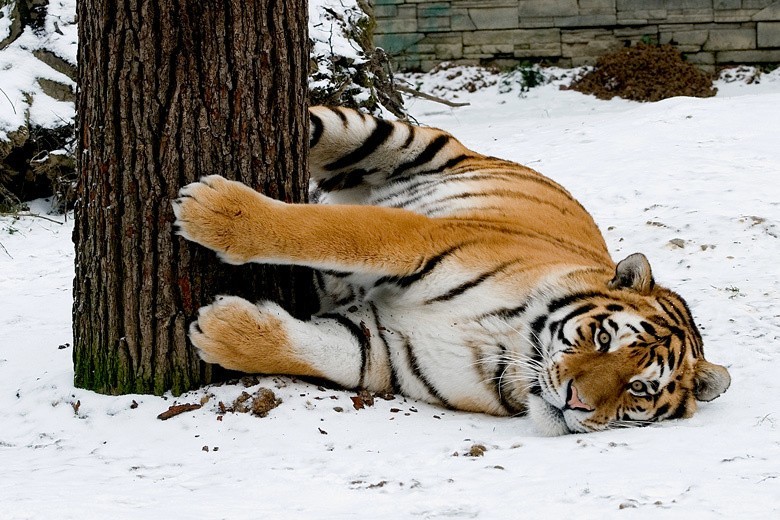 Krakowskie Zoo. Zwierzaki już przygotowane na zimę [ZDJĘCIA]