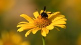 UWAGA, KONKURS! Zadrzechnia – pszczoła jak z bajki