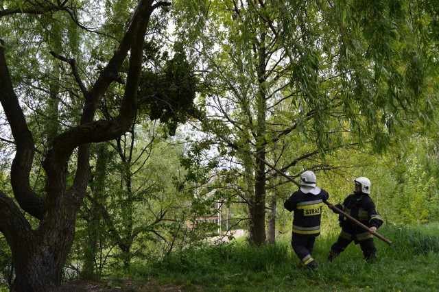 Przez cały weekend strażacy usuwali powalone drzewa i połamane gałęzie w regionie rybnickim. Duże straty po ostatnich nawałnicach odkryli leśnicy z Nadleśnictwa Rybnik